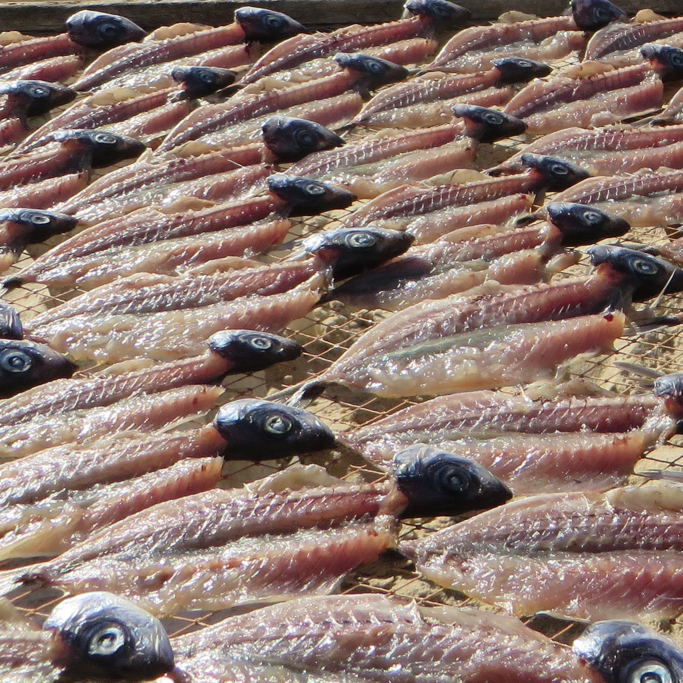 Portogallo, Nazaré. Il pesce appena pescato viene messo ad essiccare al sole sulla spiaggia. Foto di Enrico Radrizzani per La Compagnia del Relax.