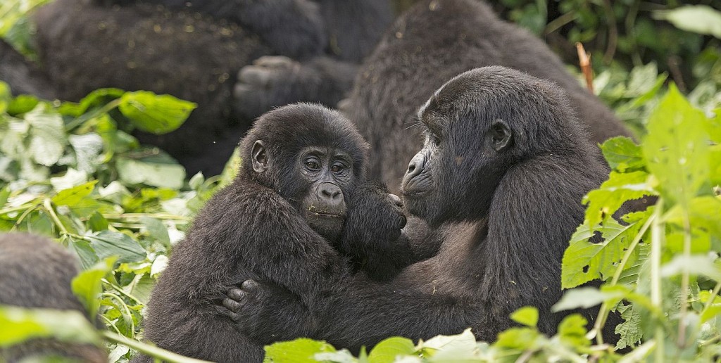 Uganda: i gorilla della foresta di Bwindi
