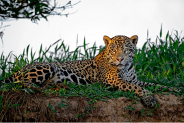 Brasile: Viaggio fotografico – I giaguari del Pantanal