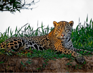 Brasile: Viaggio fotografico – I giaguari del Pantanal