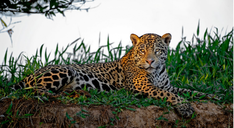 Brasile: Viaggio fotografico – I giaguari del Pantanal