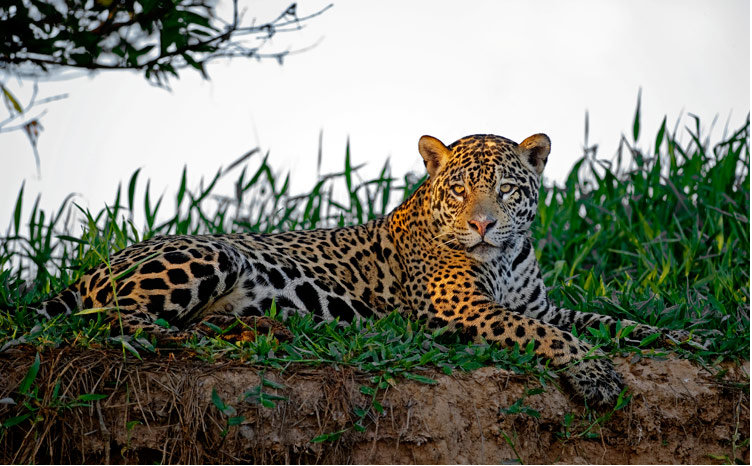 Brasile: Viaggio fotografico - I giaguari del Pantanal