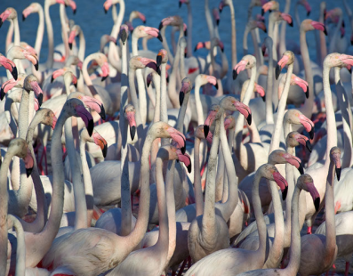 Francia: Viaggio fotografico – Cavalli bianchi e fenicotteri della Camargue