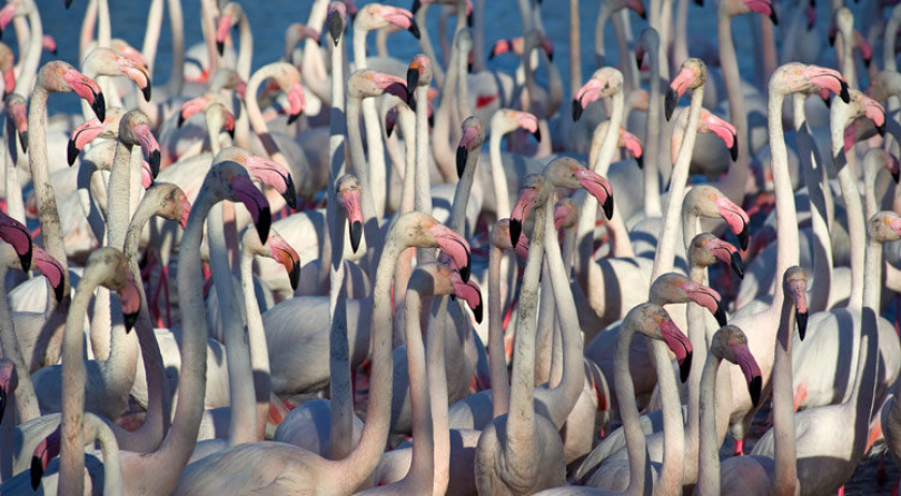 Francia: Viaggio fotografico – Cavalli bianchi e fenicotteri della Camargue