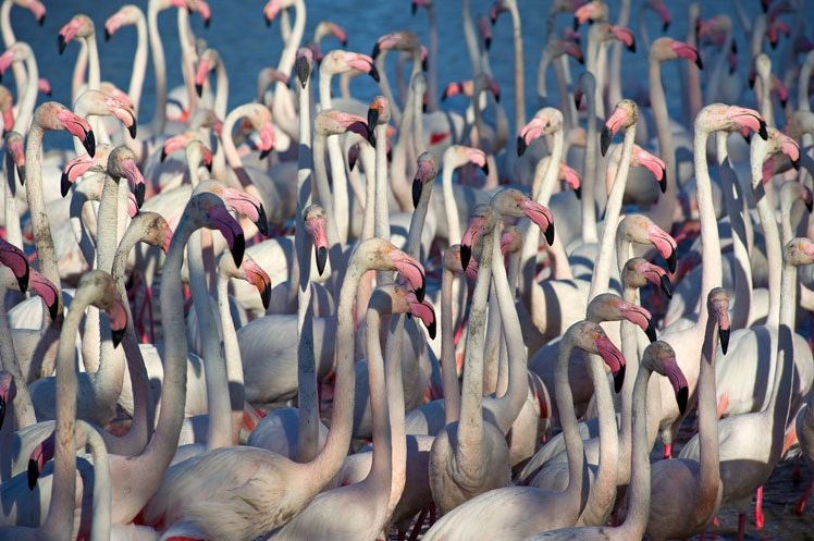 Francia: Viaggio fotografico - Cavalli bianchi e fenicotteri della Camargue