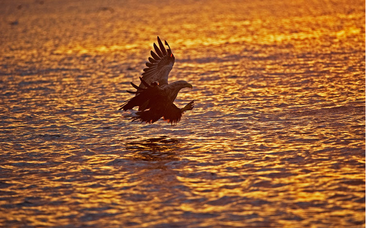 Aquila di mare.