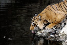 India: Viaggio fotografico – Le tigri di Ranthambhore