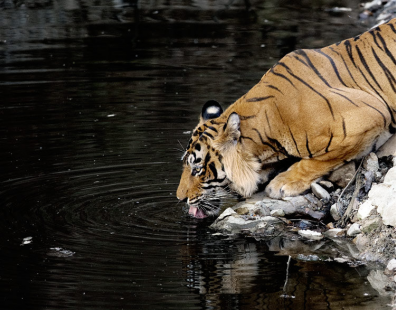 India: Viaggio fotografico – Le tigri di Ranthambhore