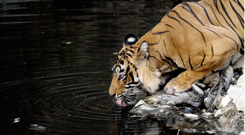 India: Viaggio fotografico – Le tigri di Ranthambhore