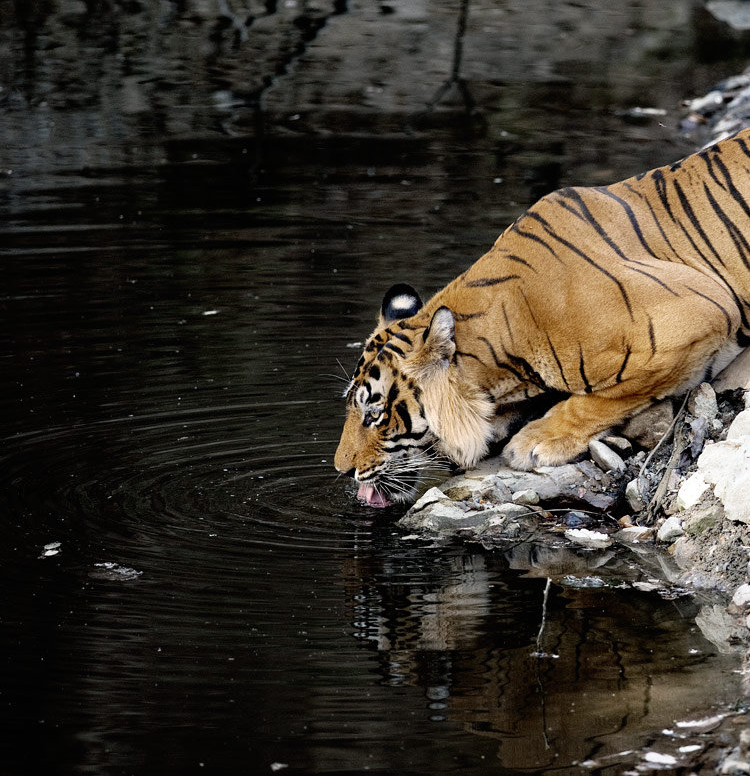 India: Viaggio fotografico - Le tigri di Ranthambhore