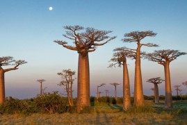 Madagascar: Un paradiso per gli amanti della Natura