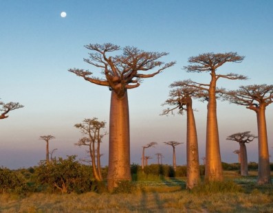 Madagascar: Un paradiso per gli amanti della Natura