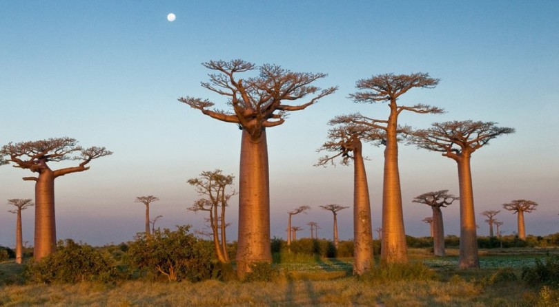 Madagascar: Un paradiso per gli amanti della Natura
