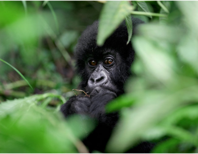 Rwuanda: Viaggio fotografico – I vulcani e i gorilla di montagna