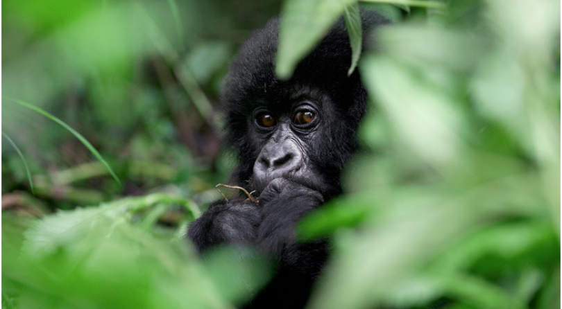 Rwuanda: Viaggio fotografico – I vulcani e i gorilla di montagna