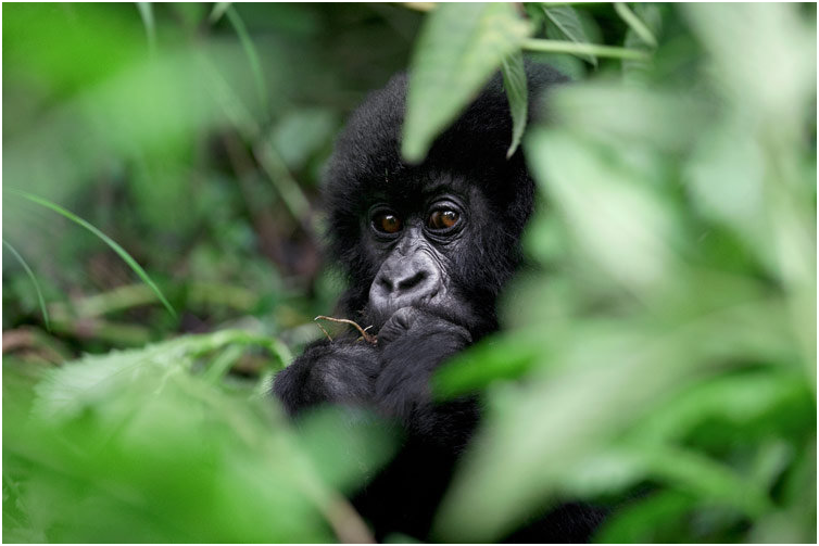 Rwuanda: Viaggio fotografico - I vulcani e i gorilla di montagna