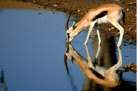 Kenia/Tanzania: Viaggio fotografico – La grande migrazione