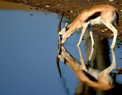Kenia/Tanzania: Viaggio fotografico – La grande migrazione