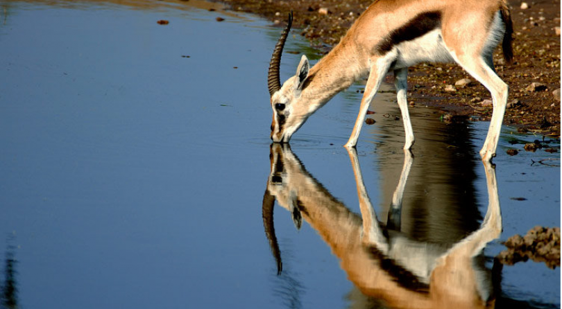Kenia/Tanzania: Viaggio fotografico – La grande migrazione