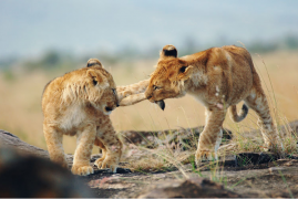 Kenia/Tanzania: Viaggio fotografico – I grandi felini della savana