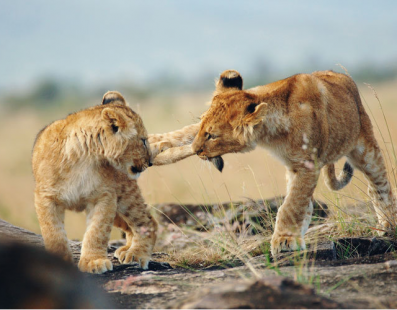 Kenia/Tanzania: Viaggio fotografico – I grandi felini della savana