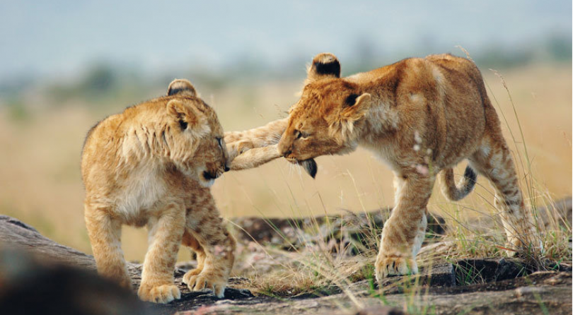 Kenia/Tanzania: Viaggio fotografico – I grandi felini della savana