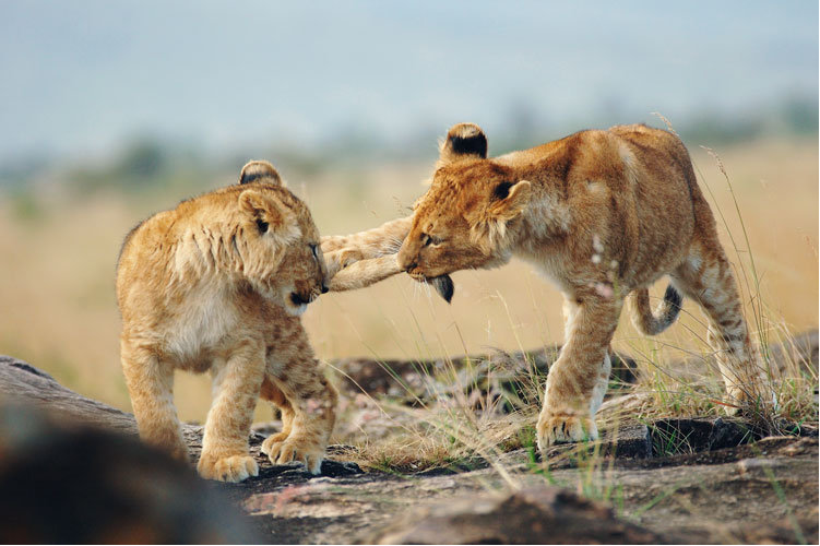 Kenia/Tanzania: Viaggio fotografico - I grandi felini della savana