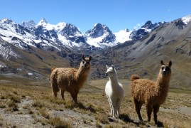 Bolivia: storia, genti e natura