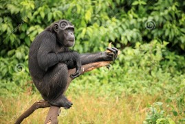 Fra gli scimpanzè in Uganda