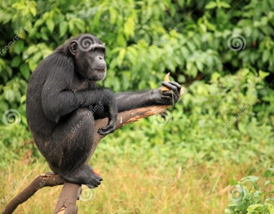 Fra gli scimpanzè in Uganda