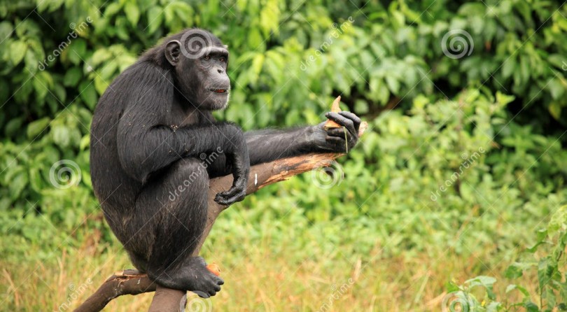 Fra gli scimpanzè in Uganda
