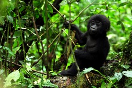 Uganda: Gorilla e Parchi Nazionali