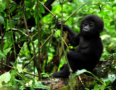 Uganda: Gorilla e Parchi Nazionali