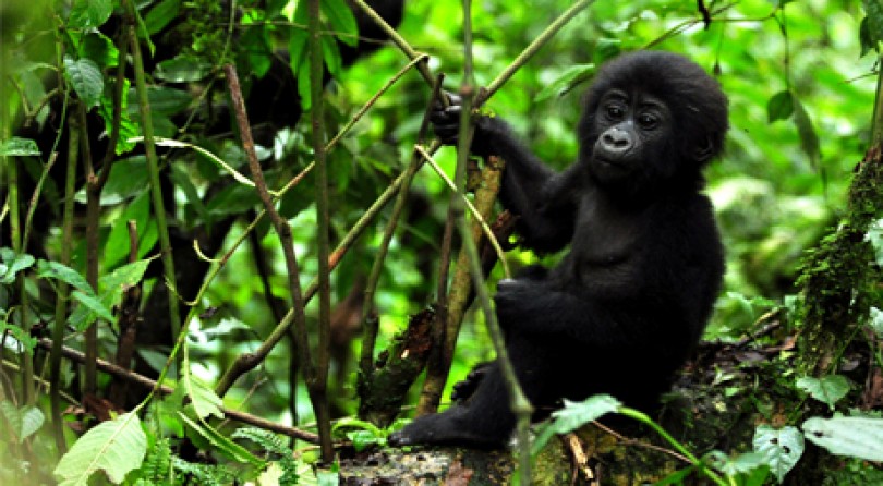 Uganda: Gorilla e Parchi Nazionali