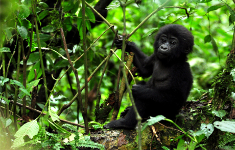 Uganda: Gorilla e Parchi Nazionali
