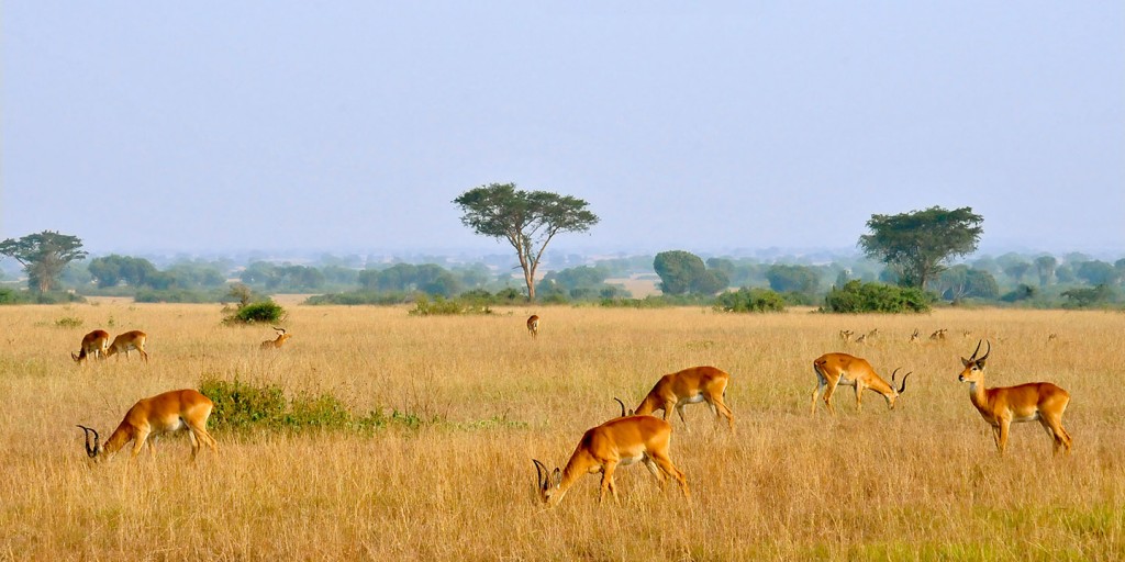 Uganda: safari e parchi nazionali
