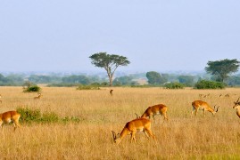 Uganda: safari e parchi nazionali