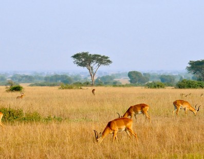 Uganda: safari e parchi nazionali