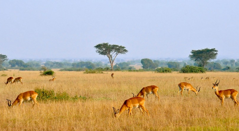 Uganda: safari e parchi nazionali