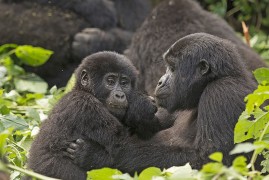 Uganda: i gorilla della foresta di Bwindi