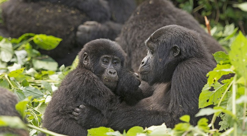 Uganda: i gorilla della foresta di Bwindi