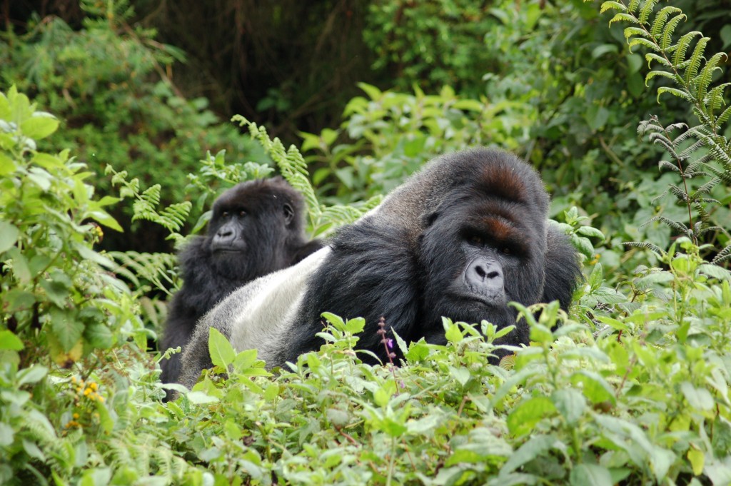 Uganda: trekking con i gorilla