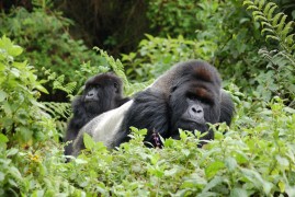 Uganda: trekking con i gorilla
