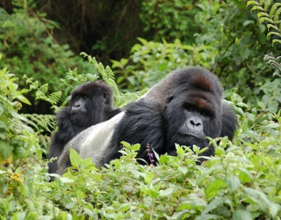 Uganda: trekking con i gorilla