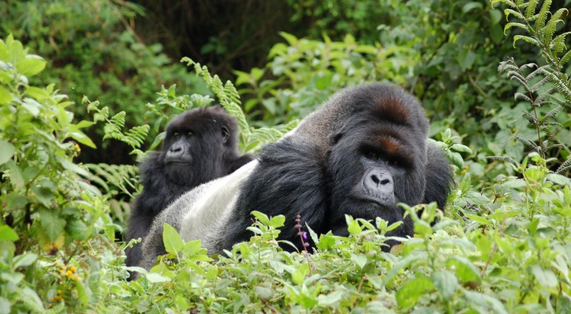Uganda: trekking con i gorilla