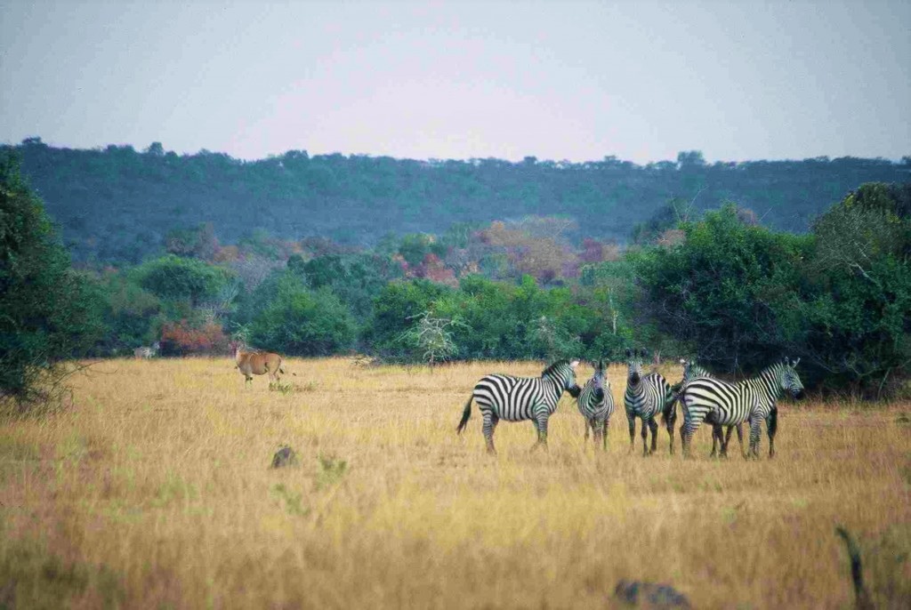 Safari nei parchi nazionali dell'Uganda