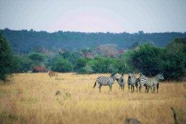 Safari nei parchi nazionali dell’Uganda