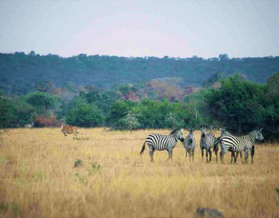 Safari nei parchi nazionali dell’Uganda