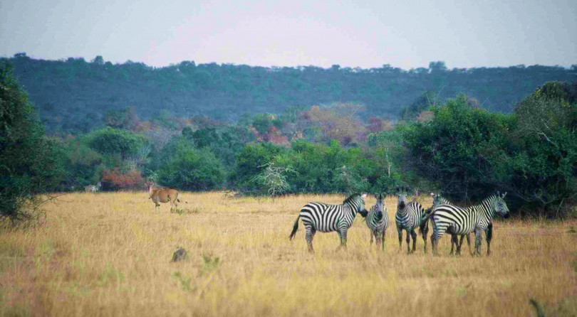 Safari nei parchi nazionali dell’Uganda