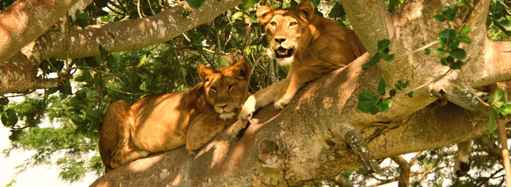 Safari in Uganda